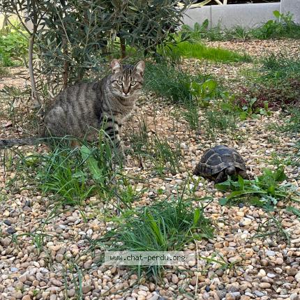 Photo 1/1 Chat retrouvé Perdu à Grenade