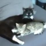 Photo de chat perdu à Equeurdreville Hainneville