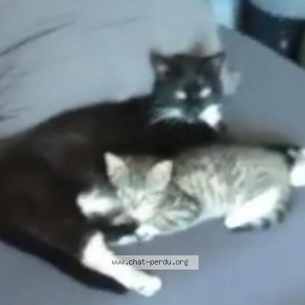 Photo 1/1 Chat retrouvé Perdu à Equeurdreville Hainneville