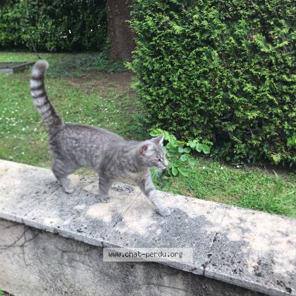 Photo 1/1 Nincha Chat perdu à Tassin la demi lune