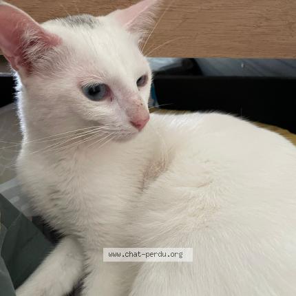 Photo 1/1 Chat retrouvé Trouvé à Cergy