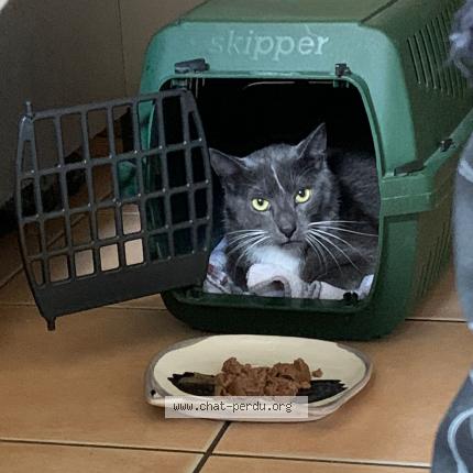 Photo 1/1 Droopy Chat perdu à Schiltigheim