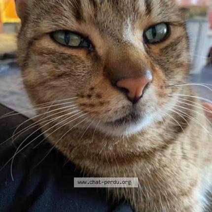 Photo 1/1 Timon Chat perdu à Vieux berquin