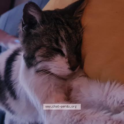 Photo 1/1 Tigrou Chat perdu à Villenave d ornon