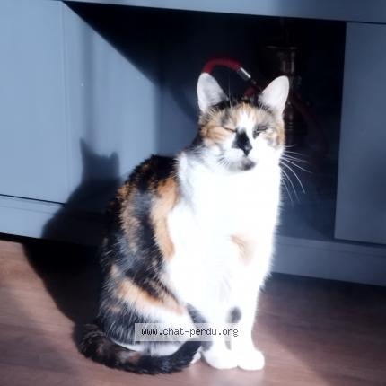 Photo de chat perdu à Villenave D Ornon