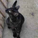 Photo de chat perdu à Saint Maurice L Exil