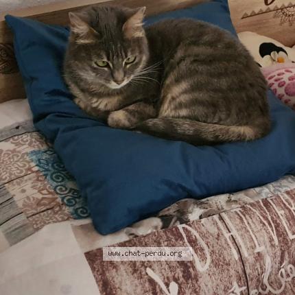 Photo de chat perdu à Arbois