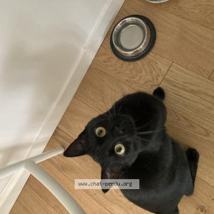 Photo de chat perdu à Issy Les Moulineaux