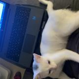 Photo de chat perdu à Cergy