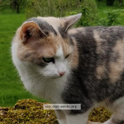 Photo de chat perdu à Bussy Saint Georges