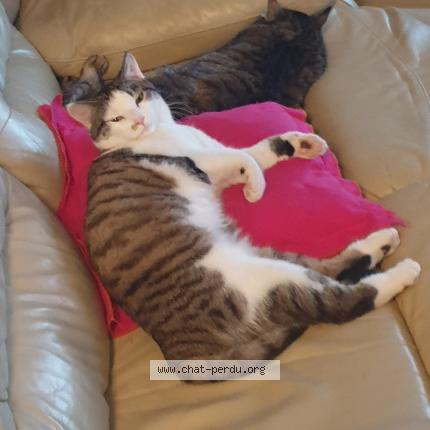 Photo 1/3 Tigresse Chat perdu à Crevecoeur le grand