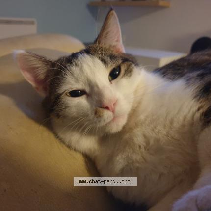 Photo 2/3 Tigresse Chat perdu à Crevecoeur le grand