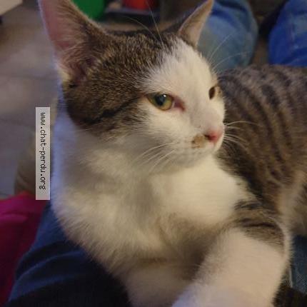 Photo 3/3 Tigresse Chat perdu à Crevecoeur le grand