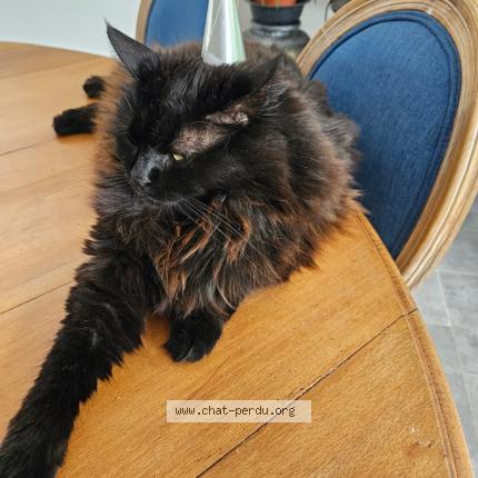 Photo 1/1 Mowgy Chat perdu à Largentiere