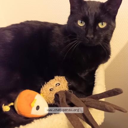 Photo 1/1 Nosfé Chat perdu à Nancy