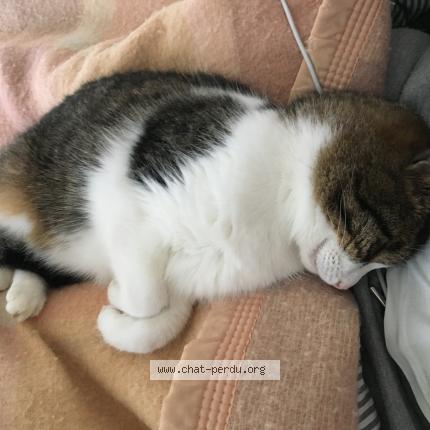 Photo de chat perdu à Janze