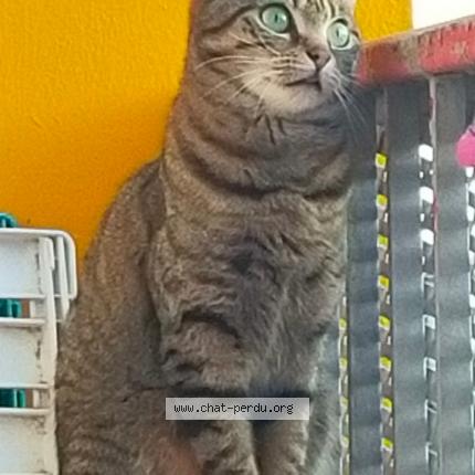 Photo 1/1 Chat retrouvé Perdu à Vannes