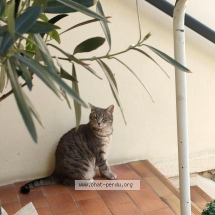 Photo de chat perdu à Oissel