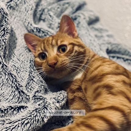 Photo 1/1 RANA Chat perdu à Neuilly sur marne