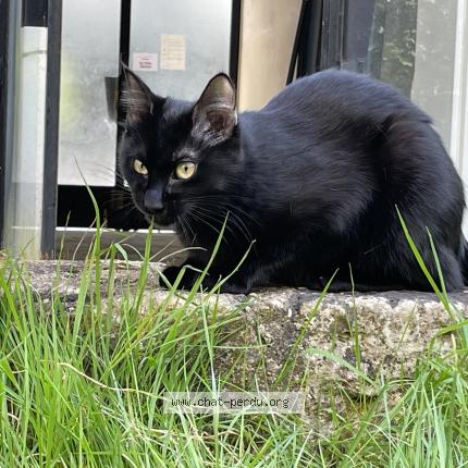 Photo de chat perdu à Neuilly Sur Seine