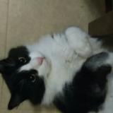 Photo de chat perdu à Nimes