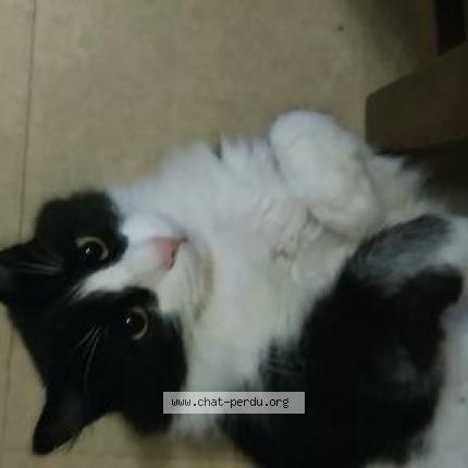 Photo 1/1 Chat retrouvé Perdu à Nimes