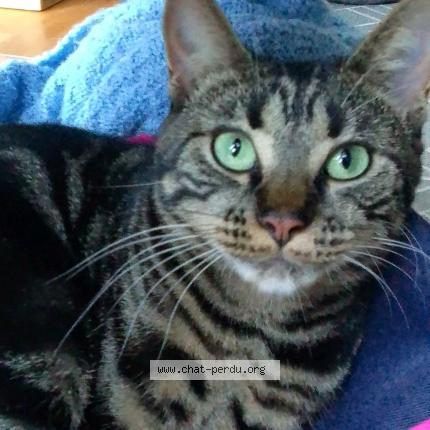 Photo de chat perdu à Bayeux