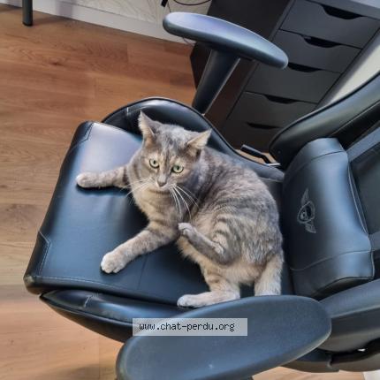 Photo de chat perdu à Nantes