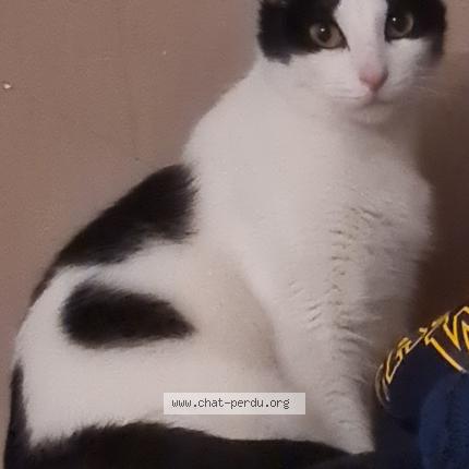 Photo de chat perdu à Massy