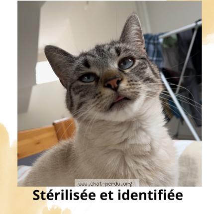 Photo de chat perdu à Saint Leger Les Domart