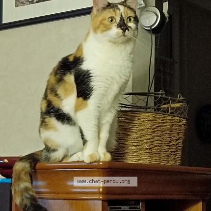 Photo de chat perdu à Belleville Sur Meuse