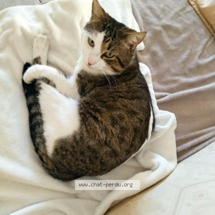 Photo de chat perdu à Aubignan