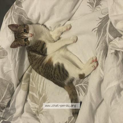 Photo de chat perdu à Lisieux