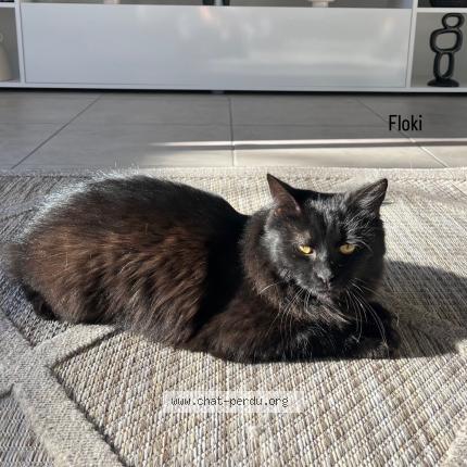 Photo de chat perdu à Valence