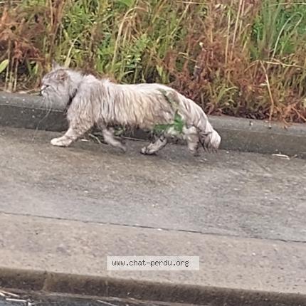 Photo de chat trouvé à Grez Neuville