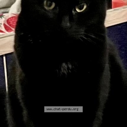Photo 1/1 Ramses Chat perdu à Saint jorioz