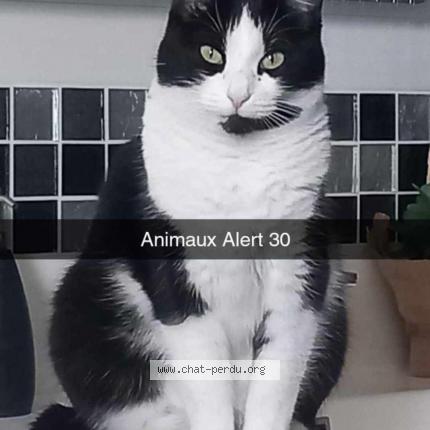 Photo 1/1 Mia Chat perdu à Moussac