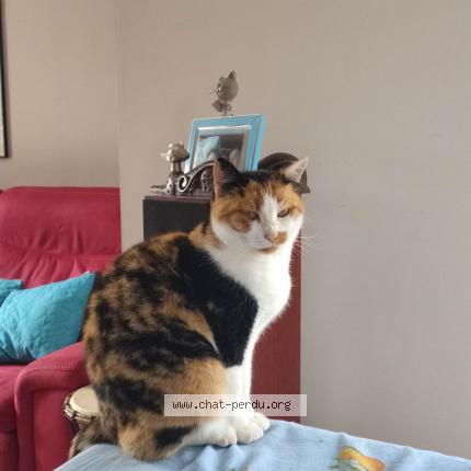 Photo de chat perdu à Malestroit