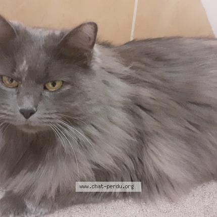 Photo de chat perdu à Foix