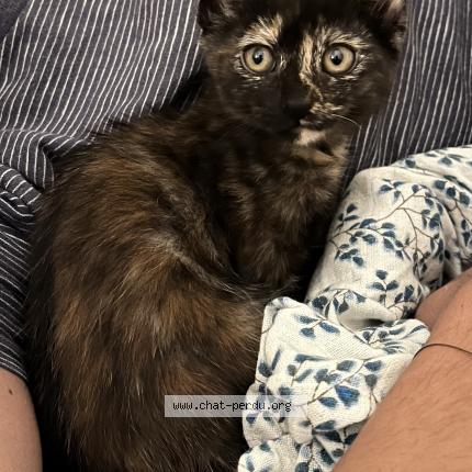 Photo 1/1 Chat retrouvé Perdu à Toulouse