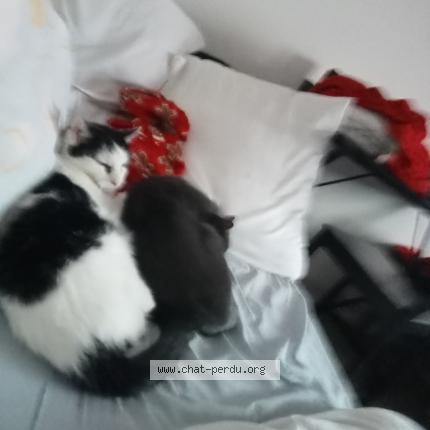 Photo 1/1 Murphy Chat perdu à Mittelwihr