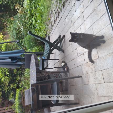 Photo 1/1 Chat retrouvé Perdu à Amiens