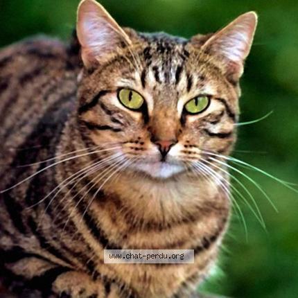 Photo de chat perdu à Tressange