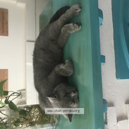 Photo de chat perdu à Lyon
