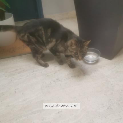 Photo 1/1 Chat retrouvé Trouvé à Montpellier