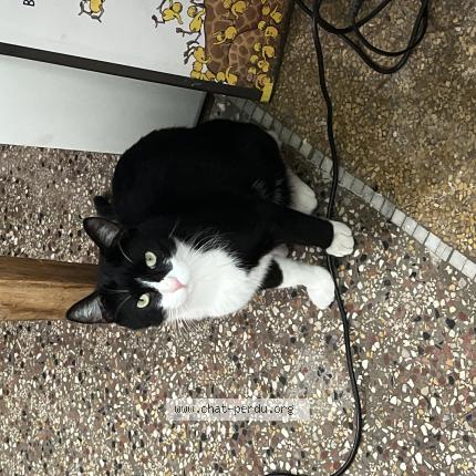 Photo de chat perdu à Marseille