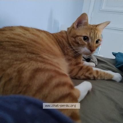 Photo de chat perdu à Ville D Avray