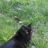 Photo de chat perdu à Veretz