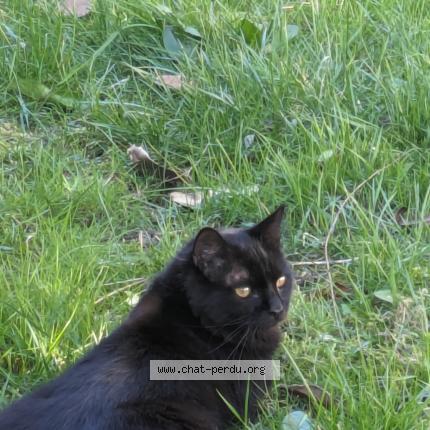 Photo 1/1 Chat retrouvé Perdu à Veretz