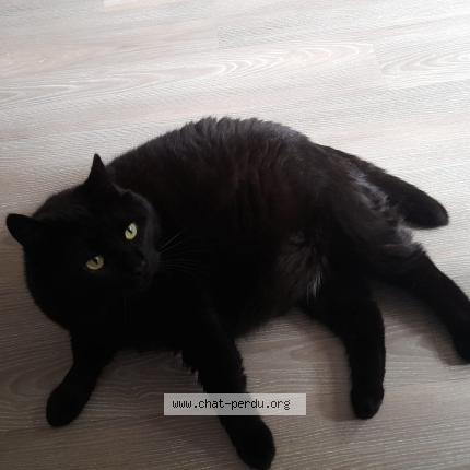 Photo 1/1 Chat retrouvé Perdu à Teterchen